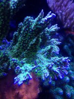 ImageUploadedByReefs1376052766.785635.jpg