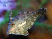 bristletail_filefish.jpg