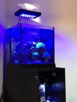 ImageUploadedByReefs1367982198.829852.jpg