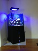ImageUploadedByReefs1367982229.812071.jpg