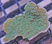 Blue Polyp Green Monti Cap 2 4-30-11.jpg