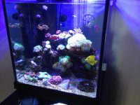 ImageUploadedByReefs1367982305.842082.jpg