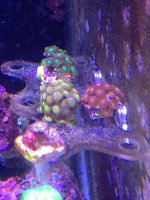 ImageUploadedByReefs1376067623.687230.jpg