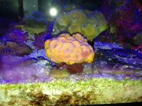 ImageUploadedByReefs1371827253.622487.jpg