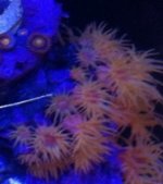 ImageUploadedByReefs1371827521.553059.jpg