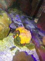 ImageUploadedByReefs1371827662.186339.jpg