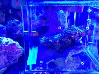 ImageUploadedByReefs1371832415.437533.jpg