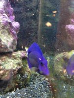 ImageUploadedByReefs1371834501.570534.jpg
