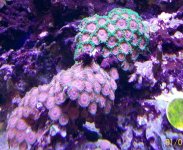 red eagle eye zoanthids.jpg