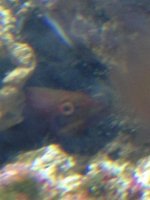 ImageUploadedByReefs1371834597.698554.jpg