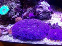 blue stars polyps.JPG