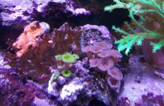montipora setosa, nuclear green and purple death palys.jpg