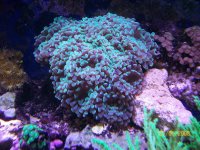 hammer coral.jpg