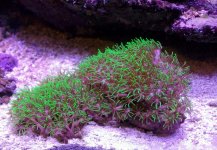 neon green star polyps.jpg