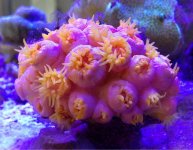 ImageUploadedByReefs1371835527.116823.jpg