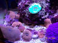 red mushrooms, candy cane.jpg