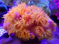 ImageUploadedByReefs1371835892.569319.jpg