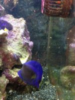 ImageUploadedByReefs1371836406.788981.jpg