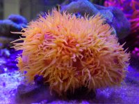 ImageUploadedByReefs1371836652.083309.jpg