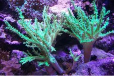 Green Nepthea Leather.JPG