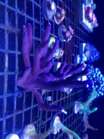 ImageUploadedByReefs1368027435.906863.jpg