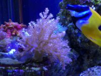 ImageUploadedByReefs1376081770.684079.jpg