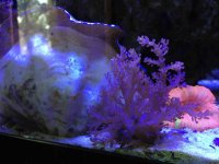 ImageUploadedByReefs1376081787.782387.jpg