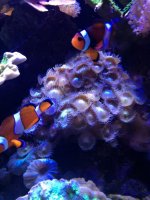 ImageUploadedByReefs1376084069.247804.jpg