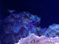 ImageUploadedByReefs1376084084.974716.jpg