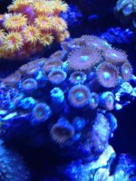 ImageUploadedByReefs1376084104.062612.jpg
