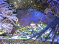 ImageUploadedByReefs1376084121.886459.jpg