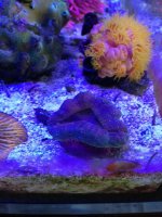 ImageUploadedByReefs1371837243.001843.jpg