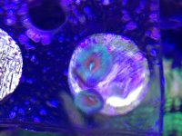 ImageUploadedByReefs1376084153.225093.jpg