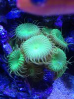 ImageUploadedByReefs1376084165.686875.jpg