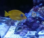 blueatlantic.jpg