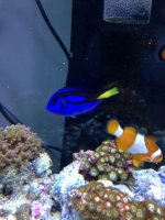 ImageUploadedByReefs1368079083.731712.jpg