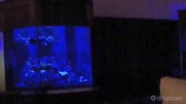 ImageUploadedByReefs2014-02-26 20:36:37 EST.jpg