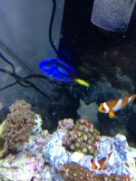 ImageUploadedByReefs1368079320.562772.jpg