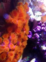 ImageUploadedByReefs1368083966.453267.jpg