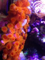 ImageUploadedByReefs1368083983.319794.jpg