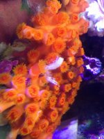 ImageUploadedByReefs1368083989.069776.jpg