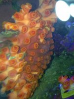 ImageUploadedByReefs1368083998.319757.jpg