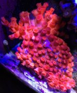ImageUploadedByReefs1368084004.986560.jpg