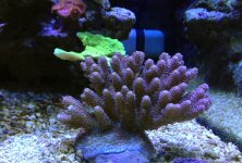 IMG_5190.JPG