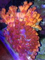 ImageUploadedByReefs1368084011.269971.jpg