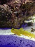 ImageUploadedByReefs1368124594.628698.jpg