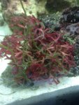 ImageUploadedByReefs1368124683.604556.jpg