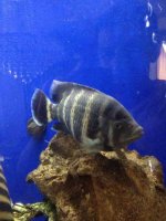 ImageUploadedByReefs1371929269.394597.jpg
