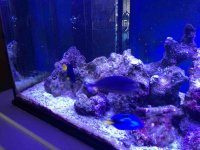 ImageUploadedByReefs1379972950.320536.jpg