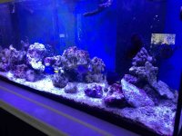 ImageUploadedByReefs1379972959.170547.jpg